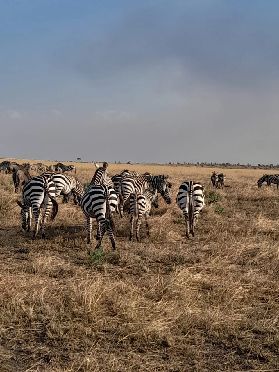 9 Days Kenya Family Holidays Safari