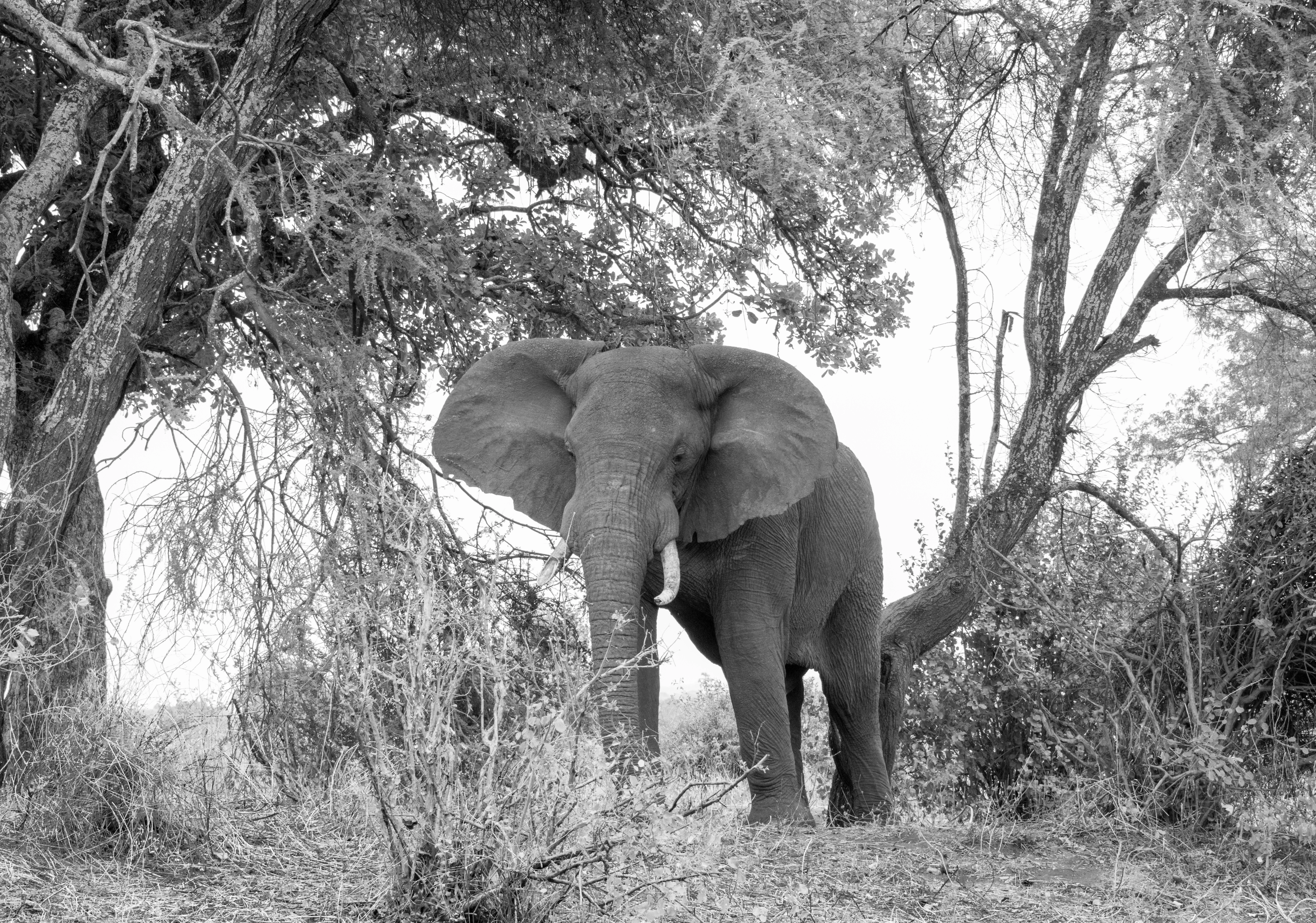 Safari Enkop Africa (9 Days)