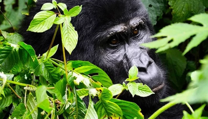 4 Days Bwindi Buhoma Gorilla Trek Via Kigali