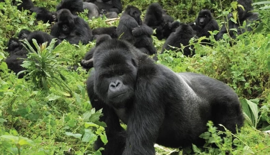 4 Days Uganda Mgahinga Gorilla Trek Via Kigali