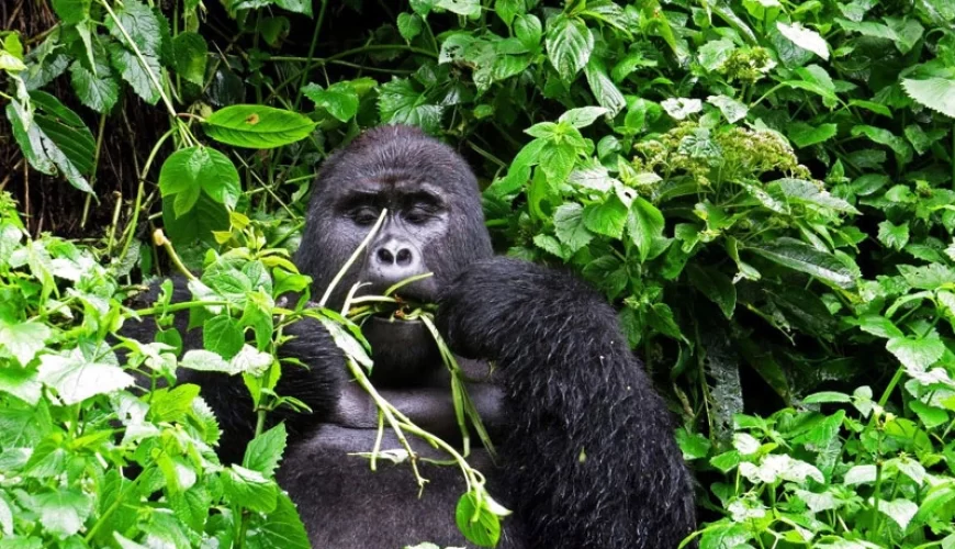9 Days Rwanda Primate Adventure Safari