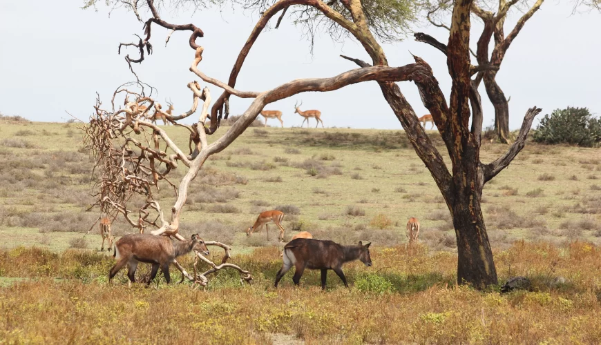 Tanzania Incentives, Meetings & Conferences
