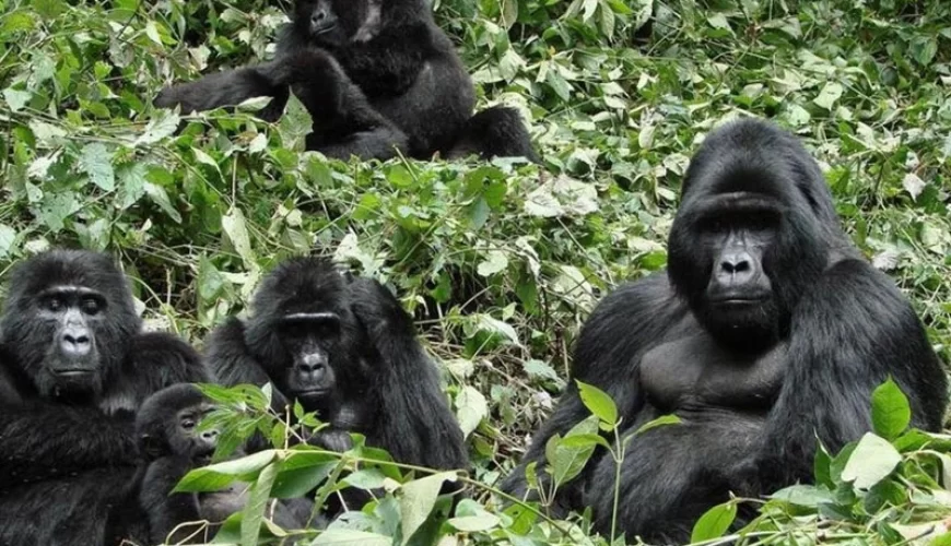 3 Days Rwanda Express Gorilla Trek