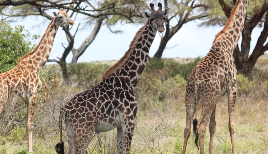 6 Days Tanzania Beyond Safari