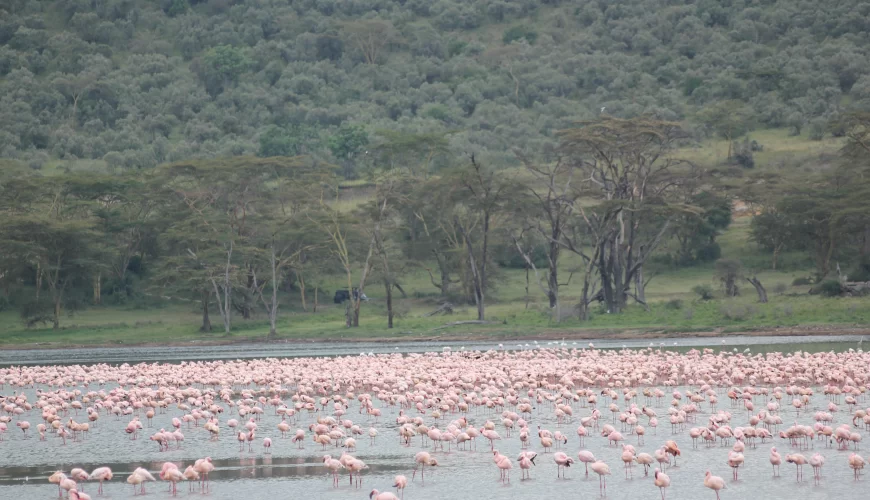 Safari Mpaka (6 Days)