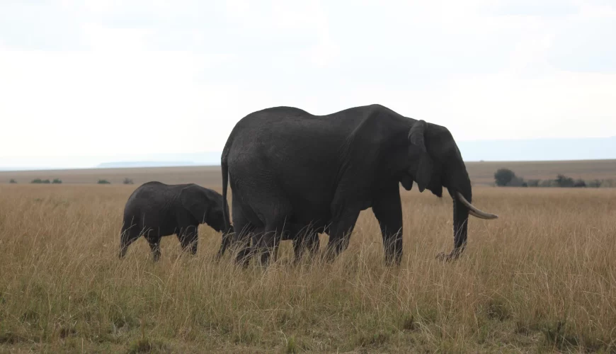 Mwaluganje Elephant Sanctuary