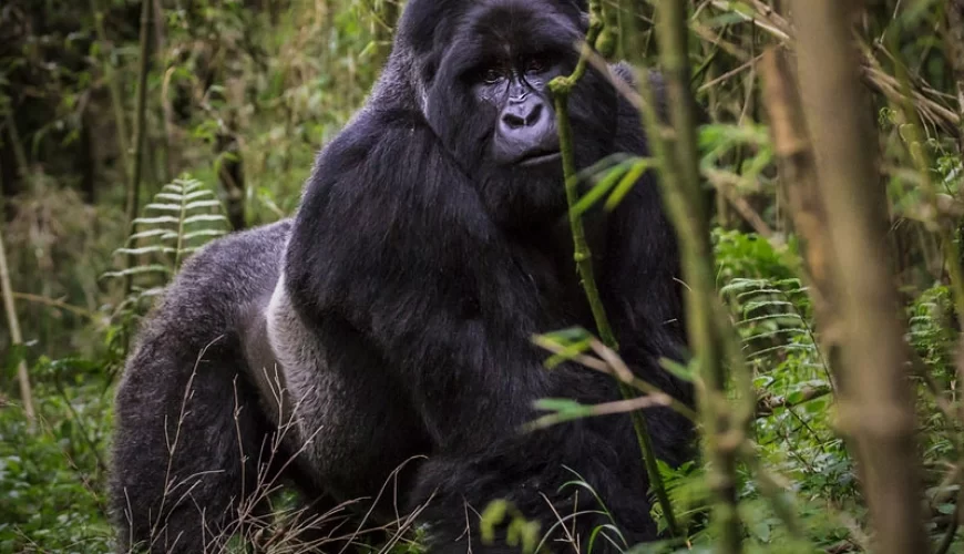 Gorilla Tracking: Bwindi Forest (3 Days)