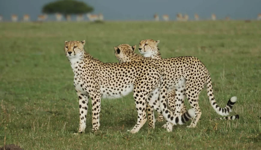 8 Days Safari Chui Kenya