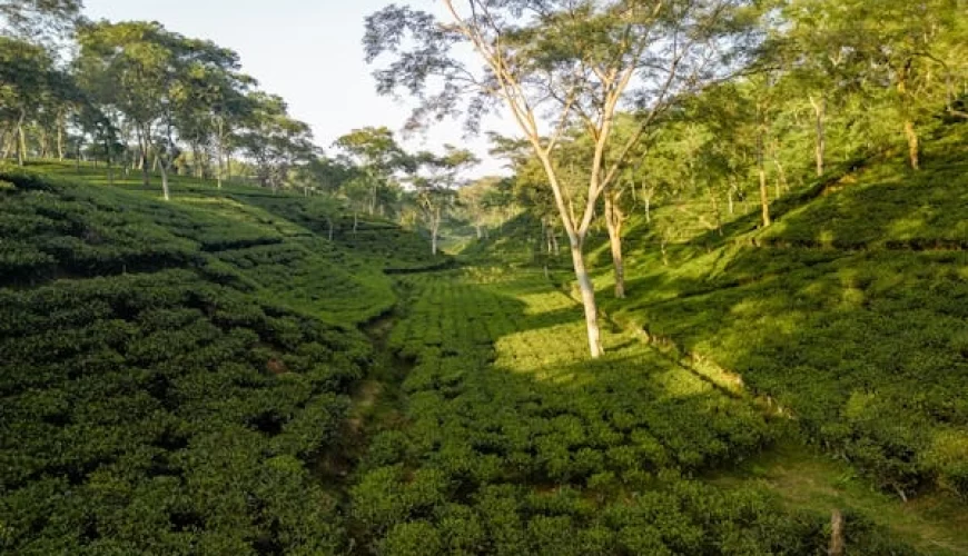 7 Days Kenya Agricultural Tour Option