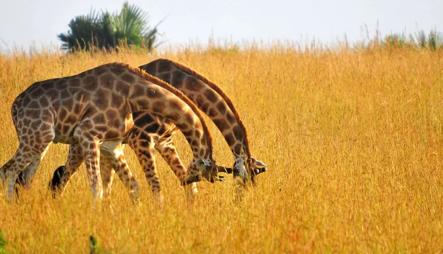 Tanzania Beyond (6 Days)