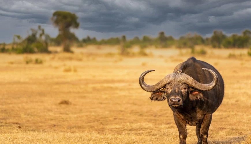 6 Days Spectacular Tanzania Safari