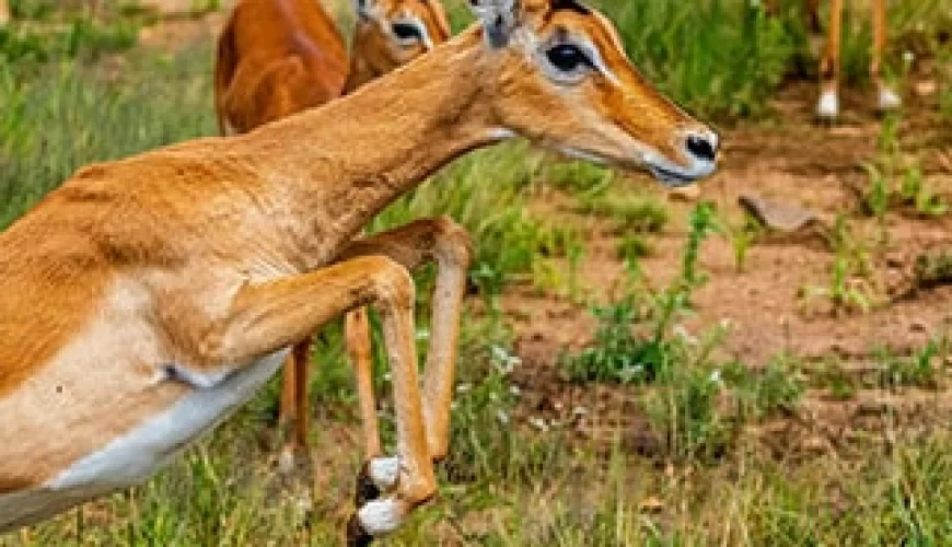 Ndege Tanzania (8 Days)