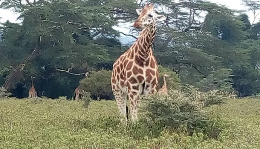 Safari Sabuk (8 Days)