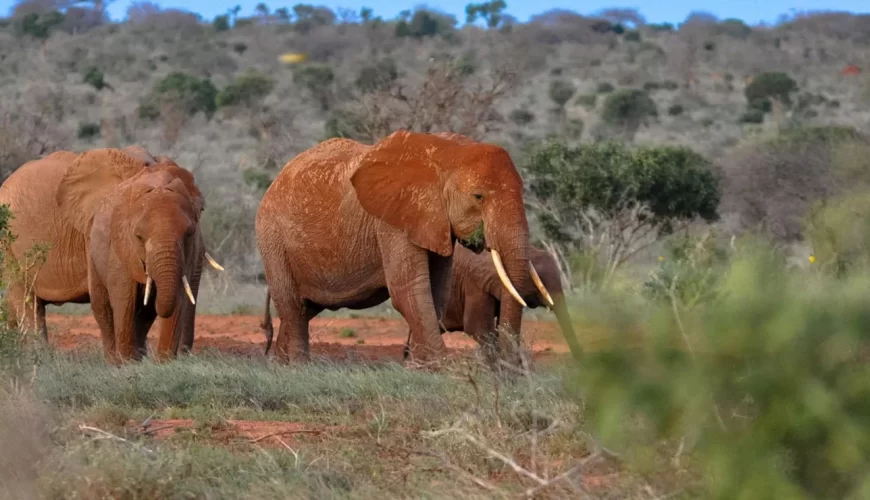 Tsavo East National Park