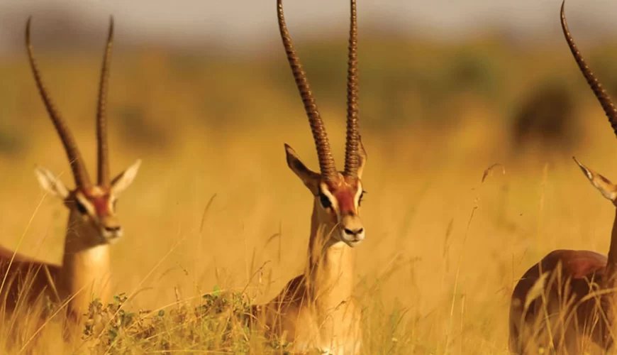 Tsavo West National Park