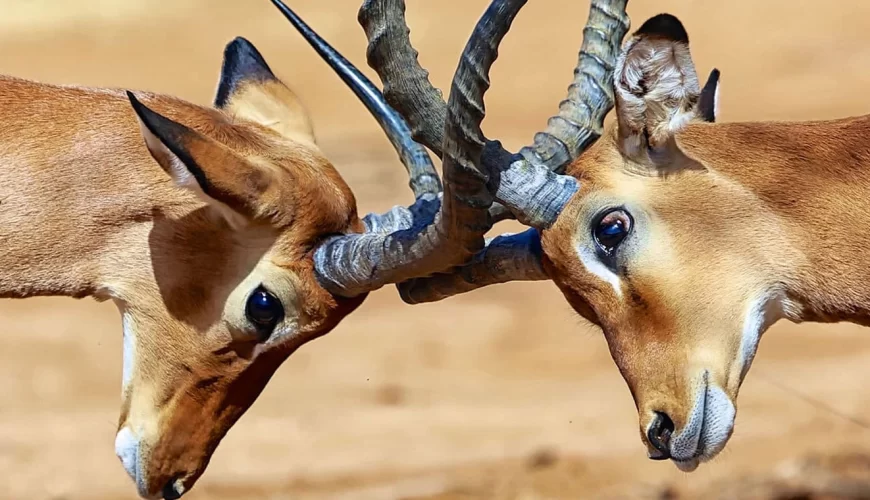Samburu National Reserve
