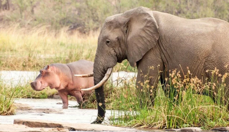 Saadani National Park