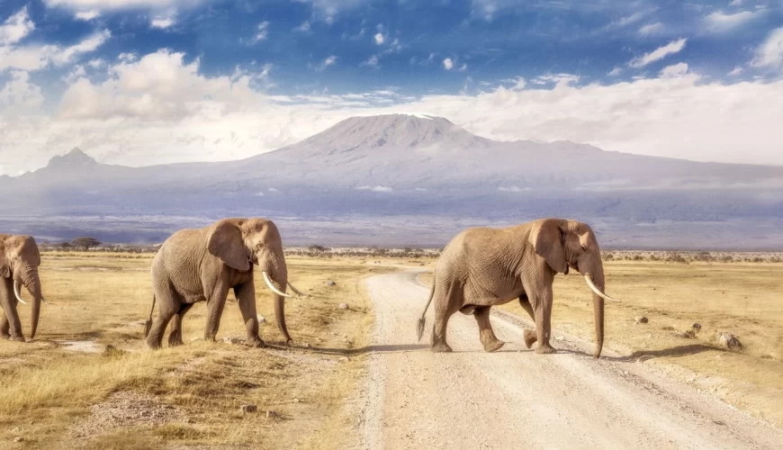 Amboseli National Park