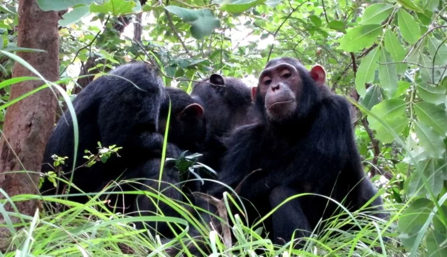 Gombe National Park image 1