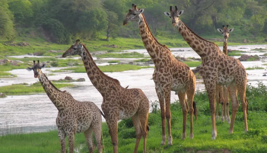 Ruaha National Park