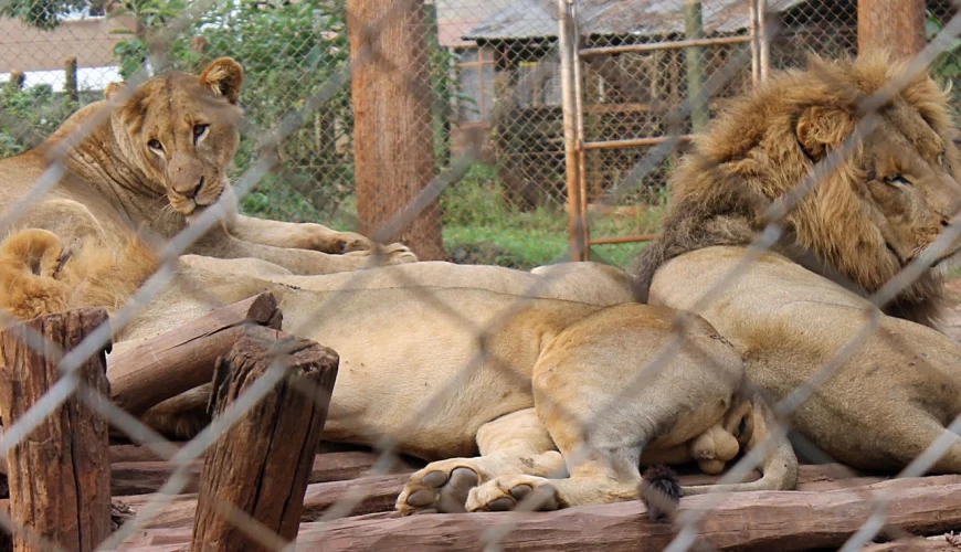 Nairobi Animal Orphanage