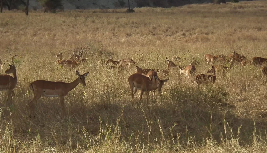 Kisumu Impala Santuary