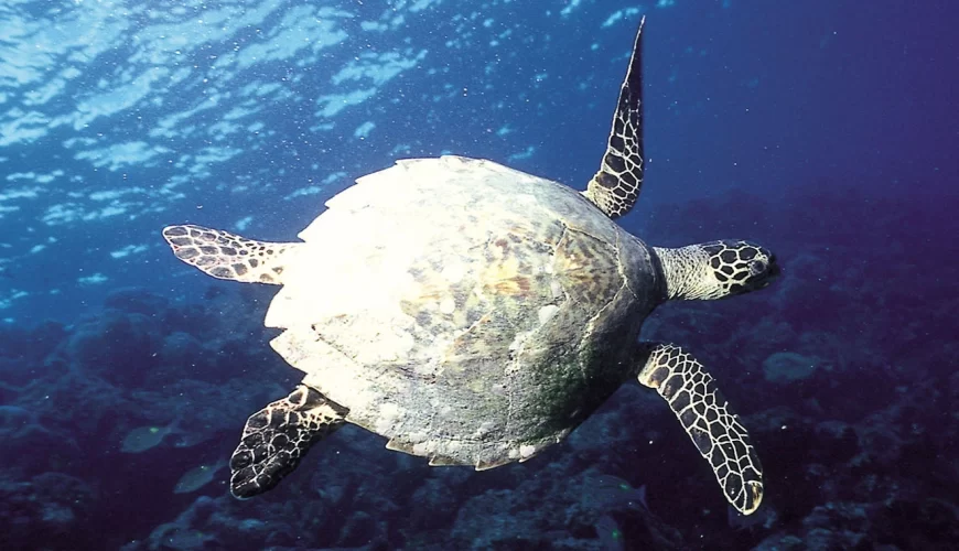 Kiunga Marine National Park