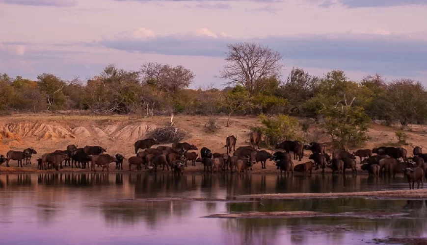 Bufallo Springs Game Reserve