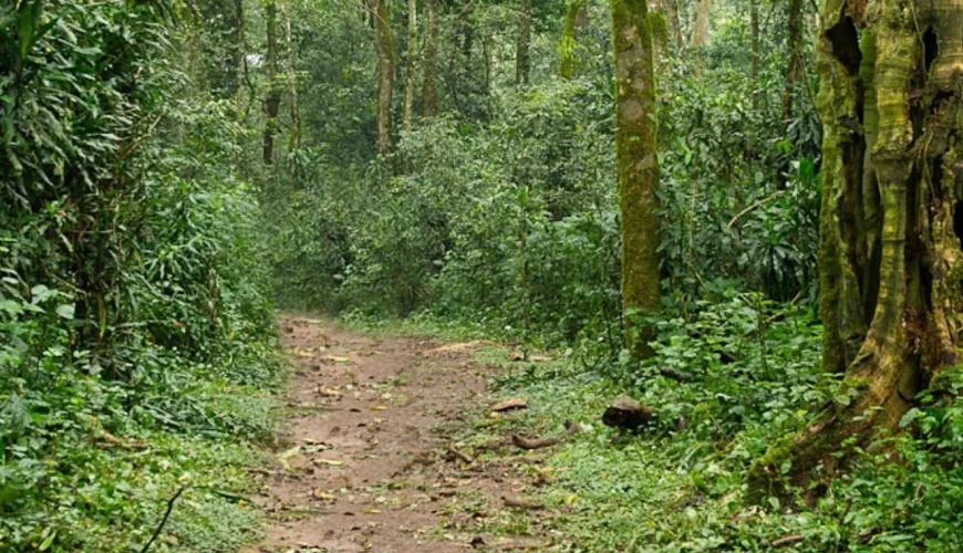 Kakamega Forest