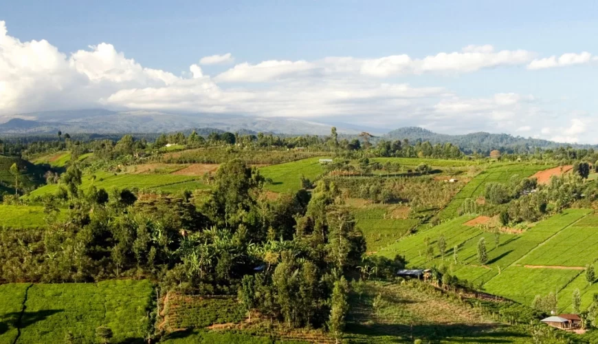 Limuru Tea Plantations