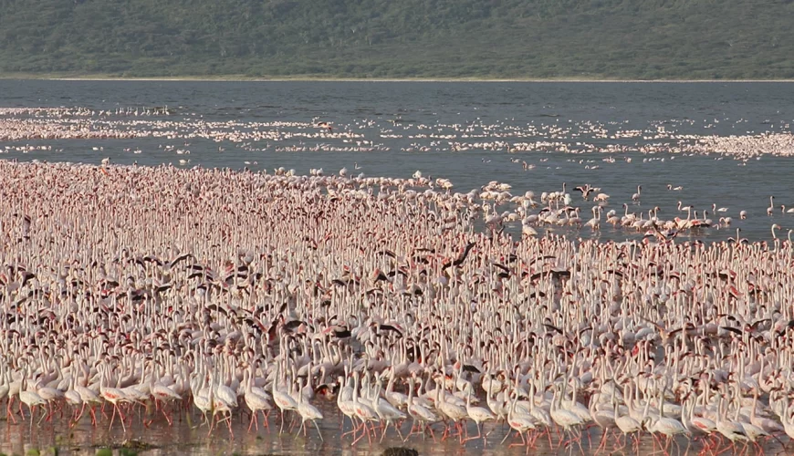 Lake Baringo