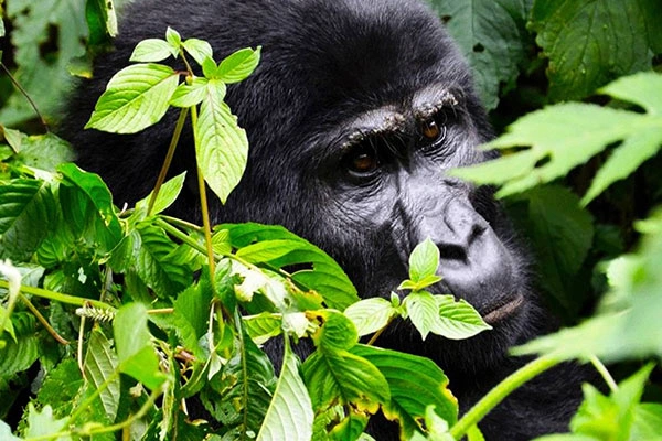 3 Days Rwanda Express Gorilla Trek