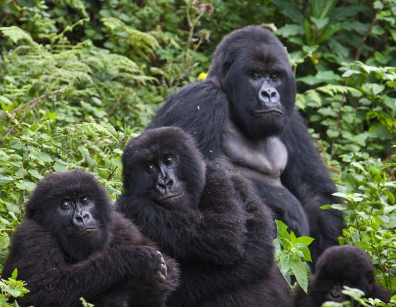 3 Days Rwanda Express Gorilla Trek