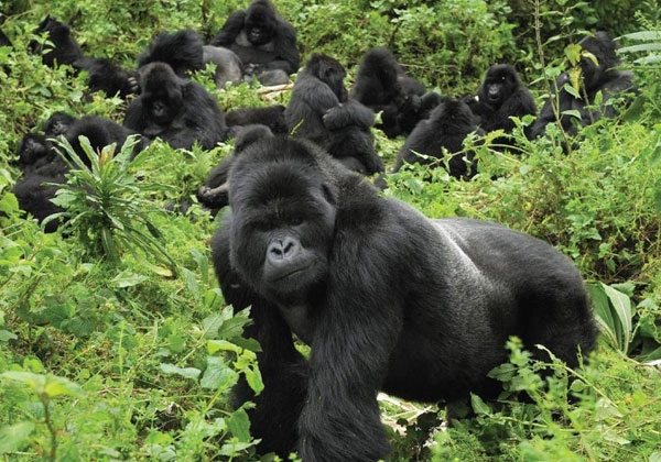 3 Days Rwanda Express Gorilla Trek
