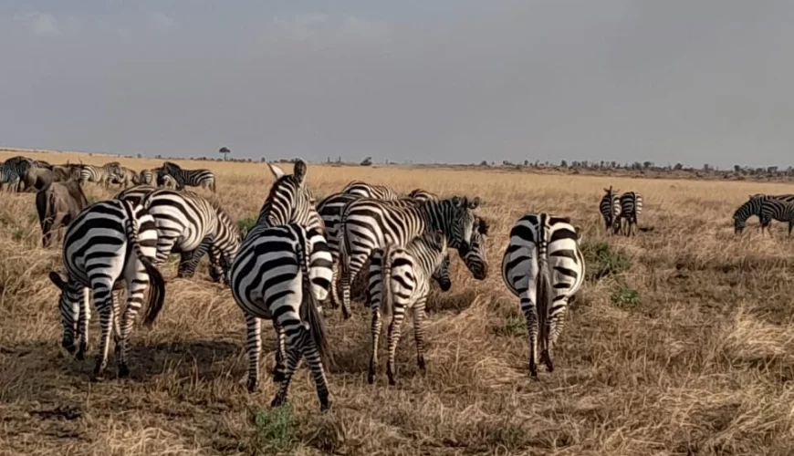 Unforgettable 3 Days Masai Mara Budget Camping Safari