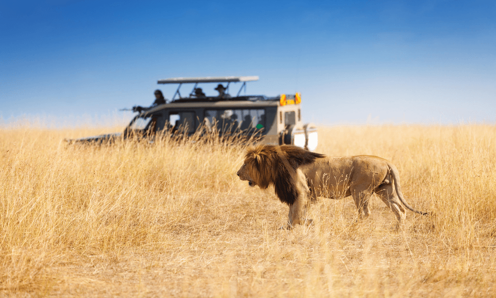 Kenya Budget Safari