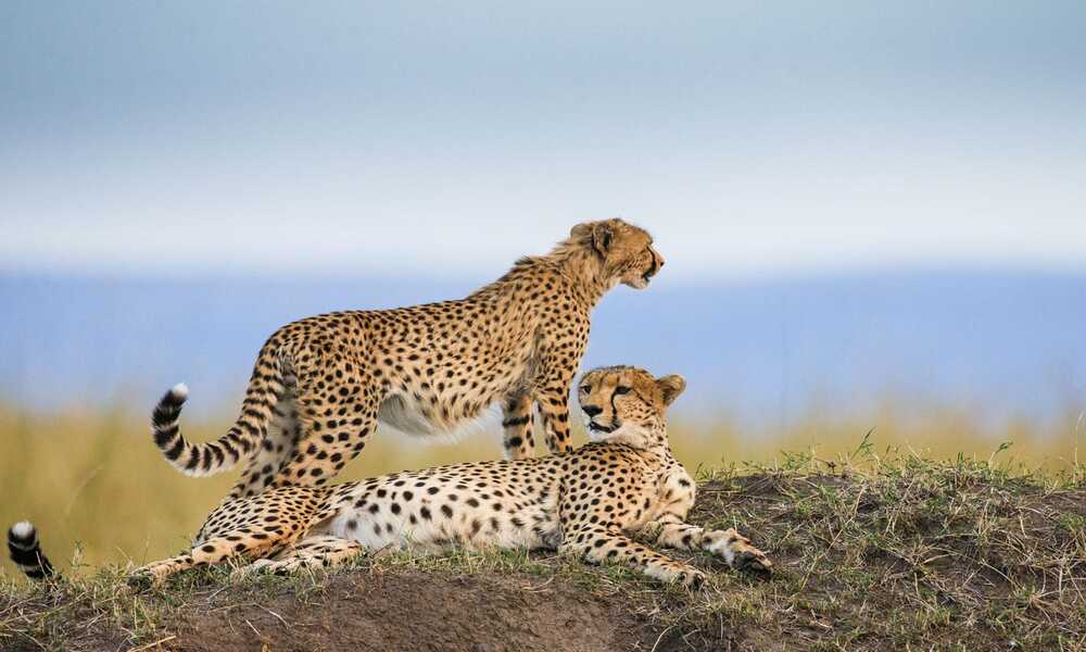 Kenya Safari