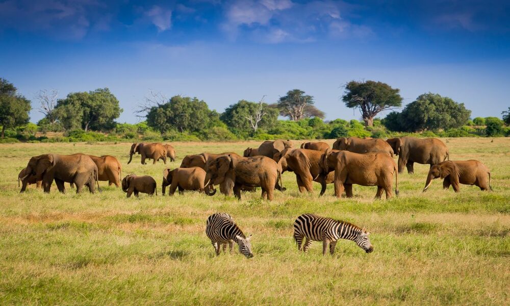 Tsavo National Park