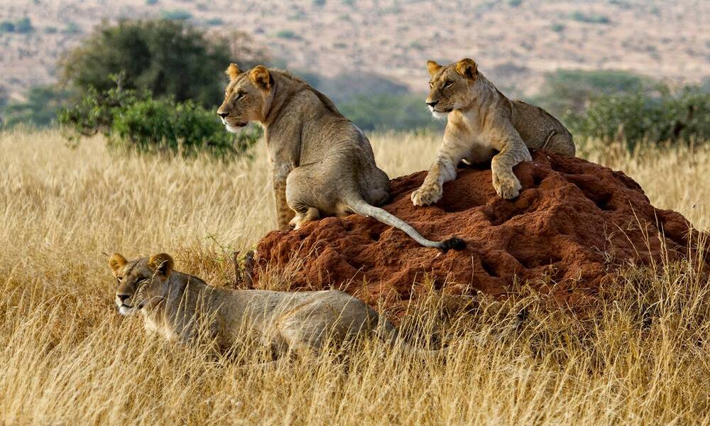 Kenya Safari Tour