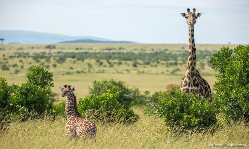 Safari in Kenya