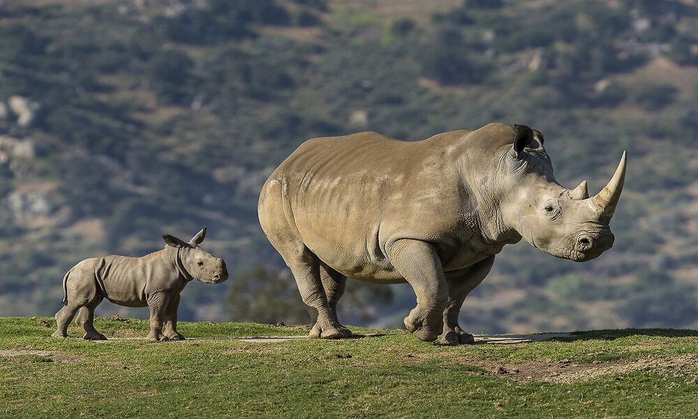 Kenya Safari Rhinos