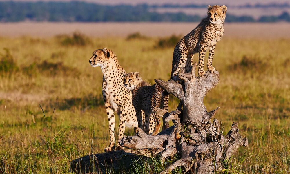 Kenya Wildlife
