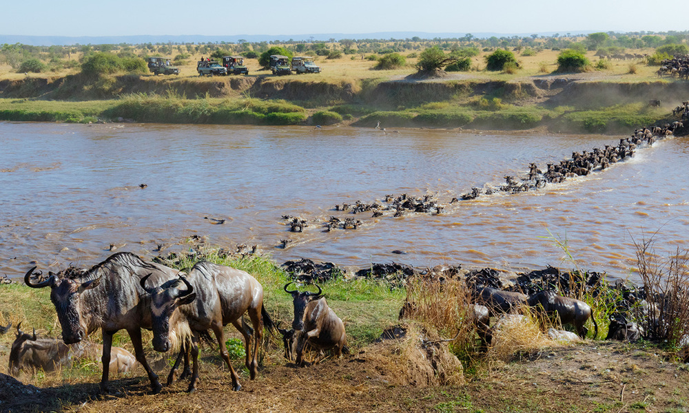 Wildebeest Migration