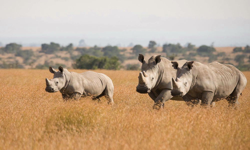 Kenya Safari