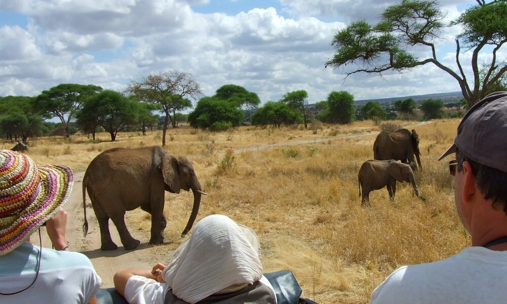 Safari Activities