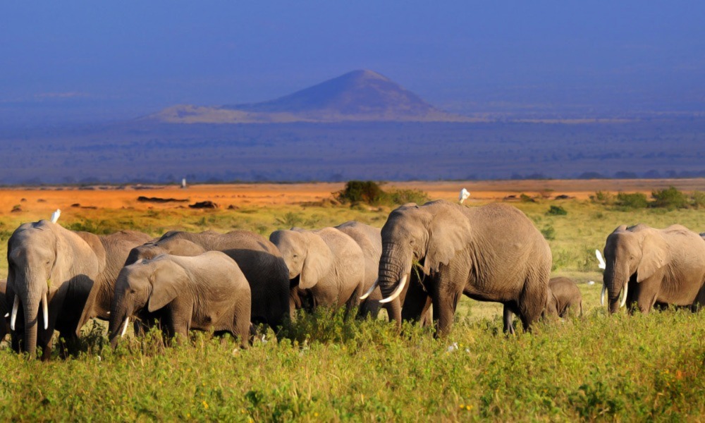 Amboseli National Park