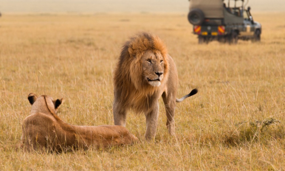 Kenya Safari