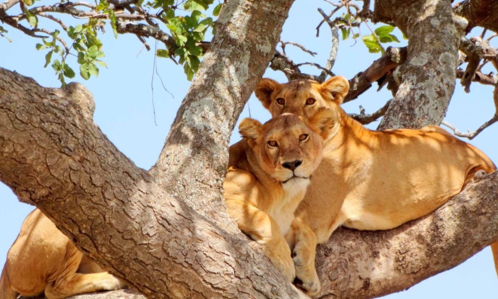 Lake Manyara National Park