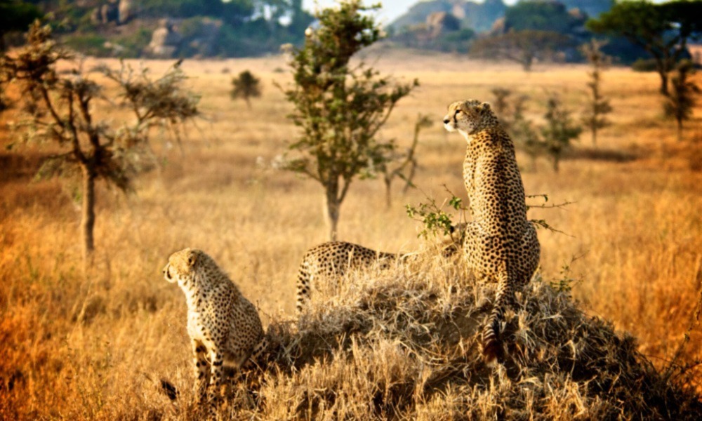 Tanzania Safari Holidays
