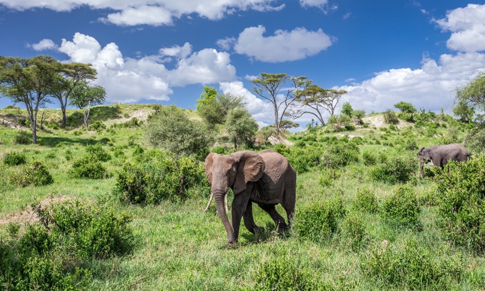 Tanzania Safaris